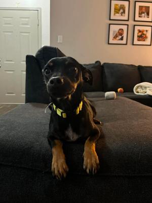 Betty, Miniature Pinscher / Dachshund, adult, available for adoption