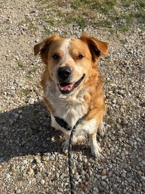 Flynn Rider, Australian Cattle Dog / Shepherd (Unknown Type), adult, available for adoption