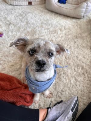 Arnie, Shih Tzu / Yorkie, Yorkshire Terrier, adult, available for adoption