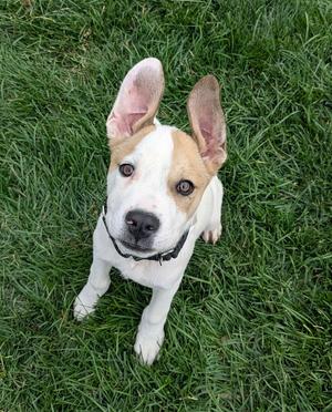 Dwight, Retrievers (All Types), puppy, available for adoption
