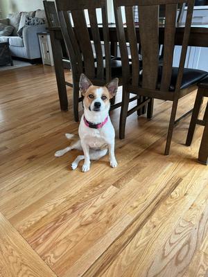Servie, Corgi / Chihuahua, adult, available for adoption