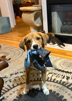 Brandy, Shepherds (All Types), puppy, available for adoption