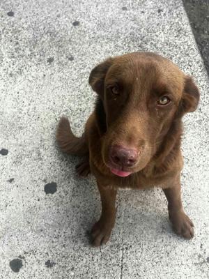 Choco Chap, Labrador Retriever / Chesapeake Bay Retriever, adult, available for adoption