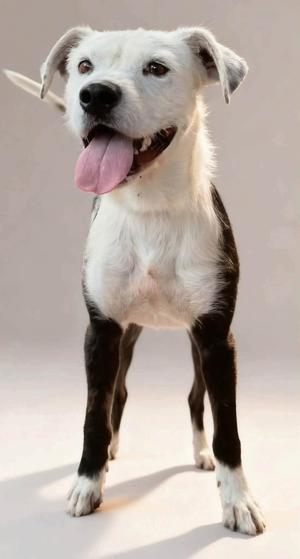 A white and black dog standing on a white surface with its tongue out.