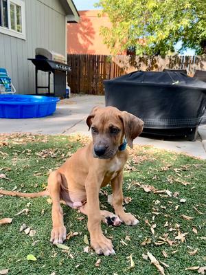 Kenny, Boxer, puppy, available for adoption