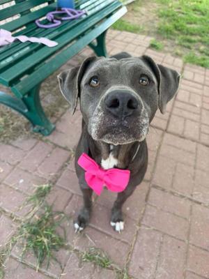 Layla, Staffordshire Bull Terrier / Pit Bull Terrier, adult, available for adoption