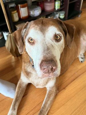 Gus, Labrador Retriever, senior, available for adoption