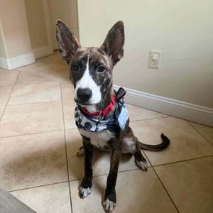 Junie, Dutch Shepherd / Whippet, young, available for adoption