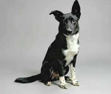 A black and white dog sitting on a gray background