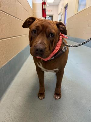 Roczy, Staffordshire Bull Terrier, adult, available for adoption