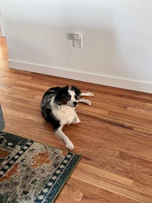 Dallas, Australian Shepherd, adult, available for adoption