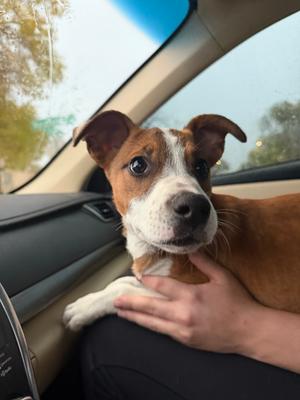 Clover, Jack Russell Terrier / Pit Bull Terrier, young, available for adoption