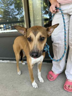 Kiko, Shepherds (All Types), available for adoption