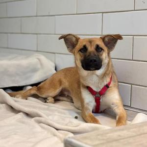 A brown and black dog wearing a red harness lying on a white blanket.