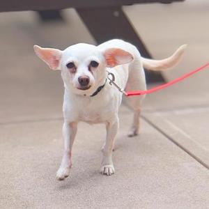 A small white dog with large ears and a red leash standing on a concrete surface.