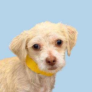 A small, light-colored dog with a yellow bandana around its neck, set against a blue background.