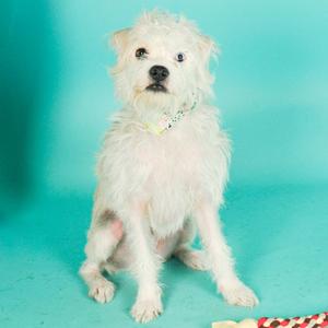 Louie, Terrier Mix, young, available for adoption