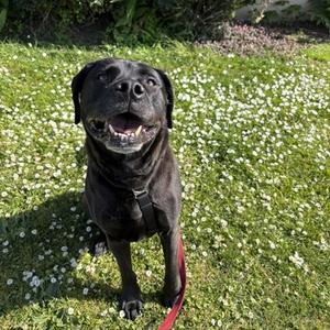 Marcus, Labrador Retriever Mix, senior, available for adoption