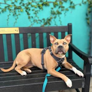 Mona, Pit Bull Terrier Mix, adult, available for adoption