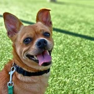 Hiccup, Chihuahua - Smooth Coated Mix, adult, available for adoption