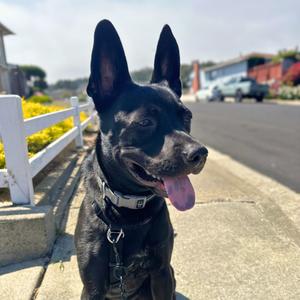 Little Biscuit, German Shepherd Dog Mix, young, available for adoption