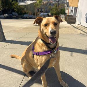 Prescott, German Shepherd Dog Mix, adult, available for adoption
