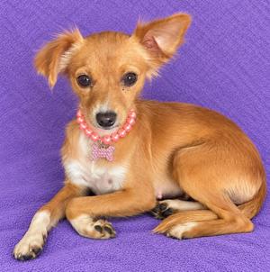 A small brown dog with floppy ears and a pink beaded collar, lying on a purple background.