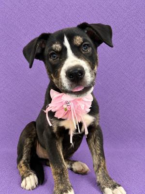 Ashley, Pit Bull Terrier, puppy, available for adoption