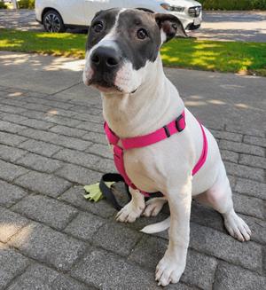Dottie, Pit Bull Terrier, puppy, available for adoption