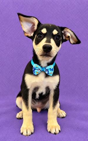 Dante, Chihuahua / Miniature Pinscher, puppy, available for adoption