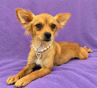A small brown dog with large ears lying on a purple blanket, wearing a pearl necklace with a heart-shaped pendant.