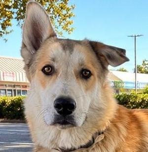 Baxter, Husky, puppy, available for adoption