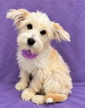A small, fluffy dog with light-colored fur and a purple bow on its neck, sitting on a purple blanket.