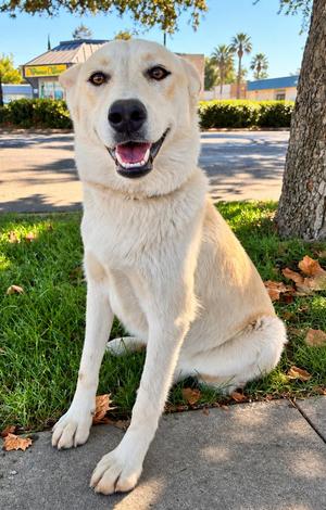 Blondie, Husky, puppy, available for adoption