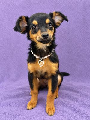 Daisy, Chihuahua / Spaniel, puppy, available for adoption