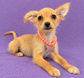 A small, light brown dog with large ears and a pink beaded necklace lying on a purple surface.
