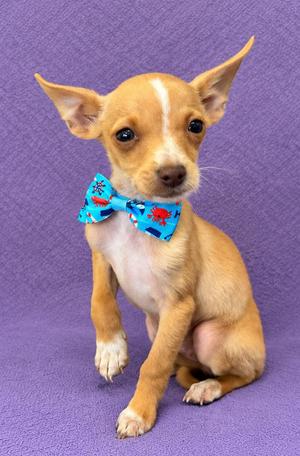 A small brown dog with large ears wearing a blue bow tie with red and white patterns, sitting on a purple surface.