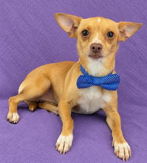 A small brown dog wearing a blue bowtie, sitting on a purple background.