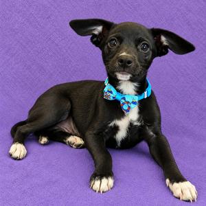 Dash, Chihuahua / Miniature Pinscher, puppy, available for adoption