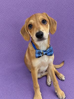 a small brown dog wearing a blue plaid bowtie, sitting on a purple background