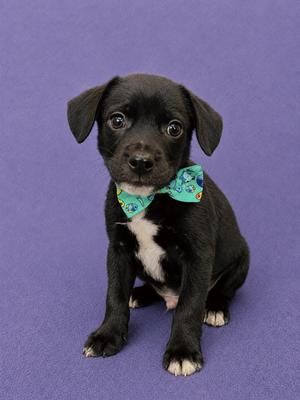 Dozer, Chihuahua / Miniature Pinscher, puppy, available for adoption