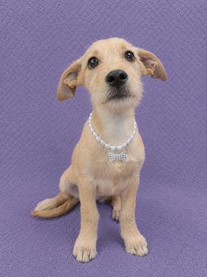 A small, light brown puppy wearing a pearl necklace with a bow-shaped pendant, sitting on a purple textured background.