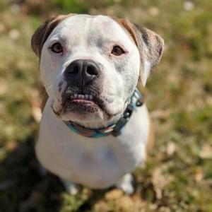 Rocco, Bulldog, American, senior, available for adoption