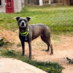 Prudence, Terrier, Staffordshire Bull, adult, available for adoption