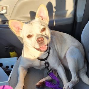 Steak Sauce, Bulldog, French, adult, available for adoption