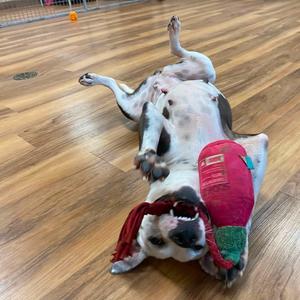 Sadie Lou, Terrier, American Staffordshire, senior, available for adoption