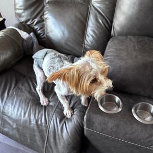 Turbo, Terrier, Yorkshire, Yorkie, adult, available for adoption