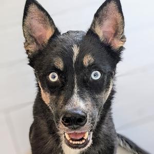 Crawford, Husky, Siberian, adult, available for adoption
