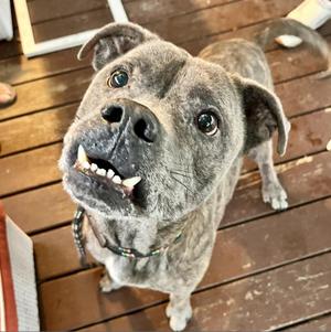 Gumball, Terrier, American Staffordshire, senior, available for adoption
