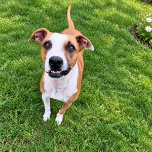 Zamira, Basenji, adult, available for adoption